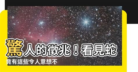 看見蛇|看見蛇有什麼徵兆？掌握這些知識，讓你遠離危險。【。